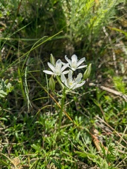 Ornithogalum navaschinii