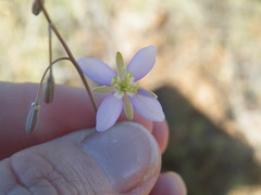 Heliophila minima