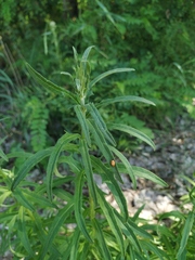 Cannabis sativa spontanea