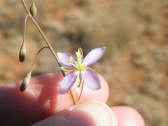 Heliophila minima