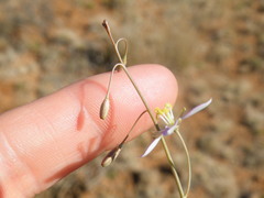 Heliophila minima