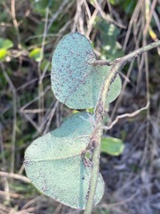 Cissampelos mucronata