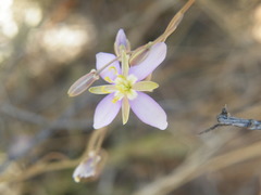 Heliophila minima