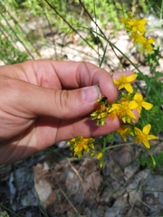 Hypericum perforatum
