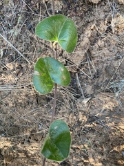 Cissampelos mucronata