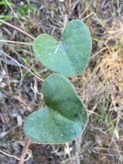 Cissampelos mucronata