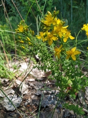 Hypericum perforatum
