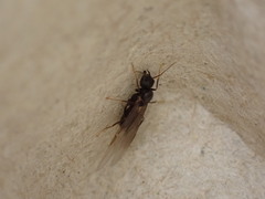 Lasius