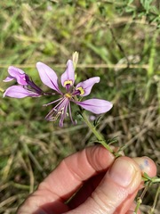 Cleome hirta