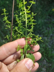 Hypericum perforatum