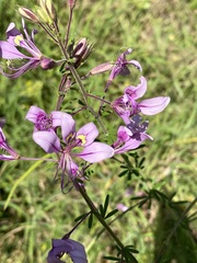 Cleome hirta