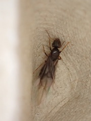 Lasius