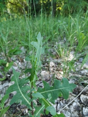 Lactuca serriola