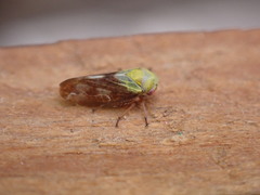 Oncopsis