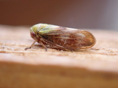 Oncopsis