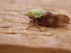 Oncopsis