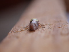 Oncopsis