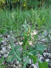 Lactuca serriola