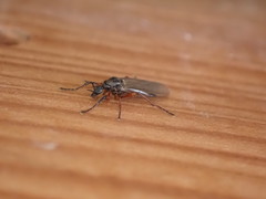 Pterygota