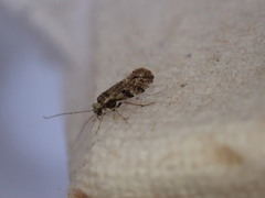 Pterygota
