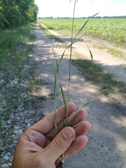 Bromus arvensis