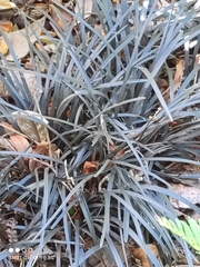 Ophiopogon planiscapus