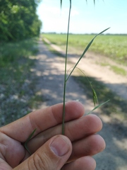 Bromus arvensis