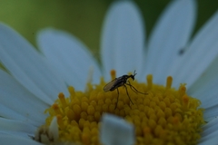 Diptera