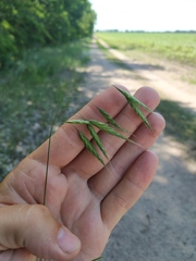 Bromus arvensis