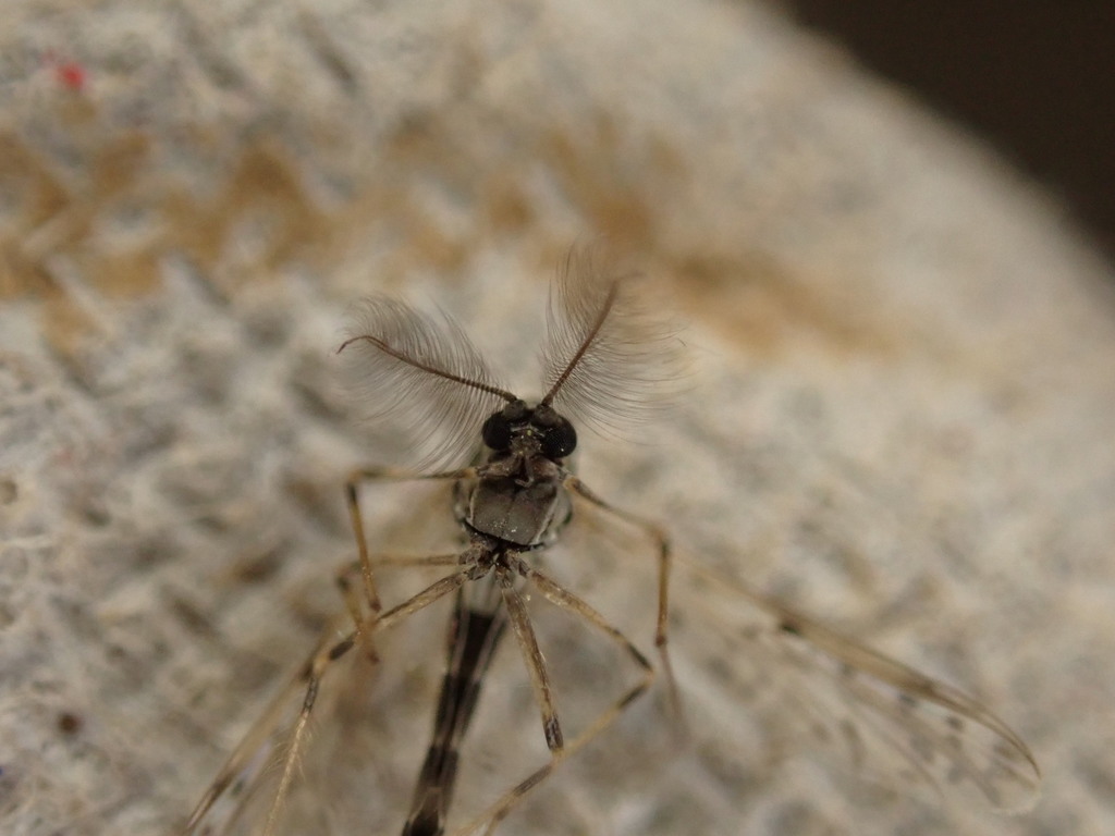 Tanypus punctipennis