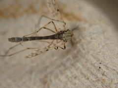 Chironomidae