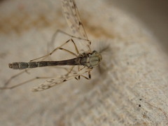 Chironomidae