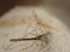 Chironomidae