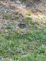 Trachemys scripta scripta