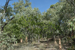 Petalostigma banksii