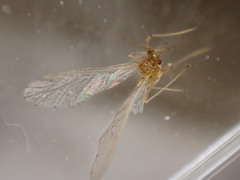 Pterygota