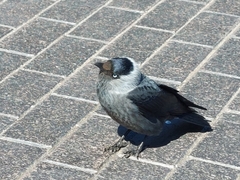 Corvus monedula