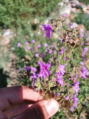 Mirabilis ovata