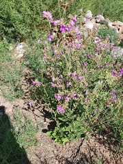Mirabilis ovata