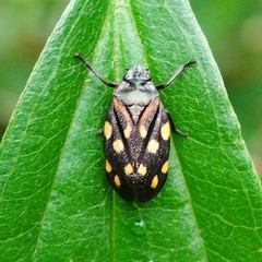 Isozulia christenseni