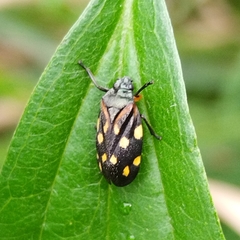 Isozulia christenseni