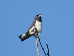 Artamus leucorynchus