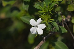 Barleria elegans