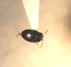 Neocrepidodera nigritula