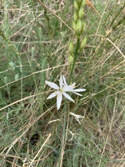 Anthericum liliago