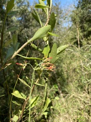 Kalanchoe rotundifolia