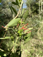 Kalanchoe rotundifolia