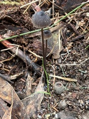 Mycena cystidiosa