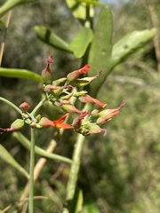 Kalanchoe rotundifolia