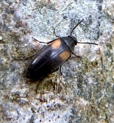 Anaspis fasciata